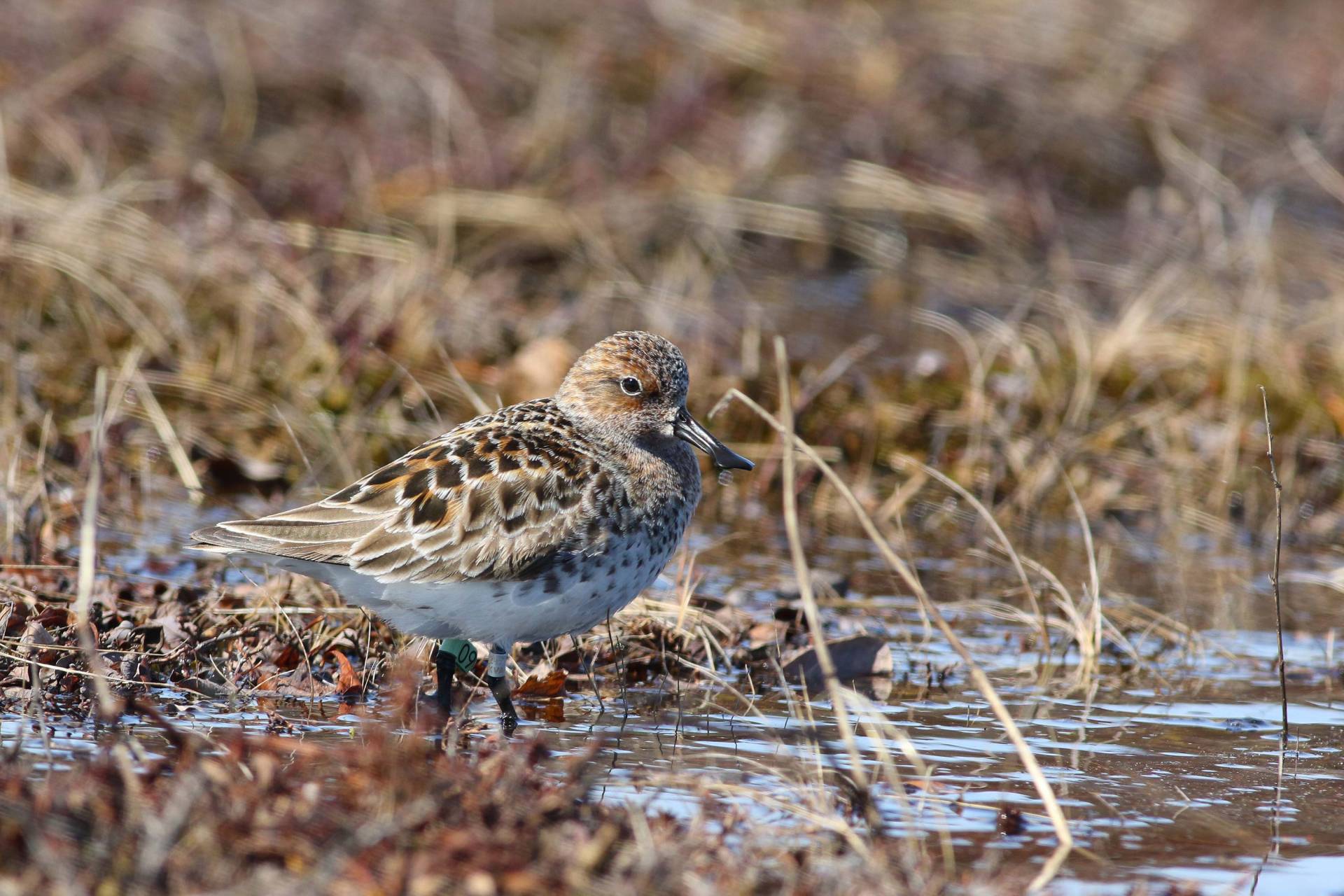 Spoon billed Sandpiper