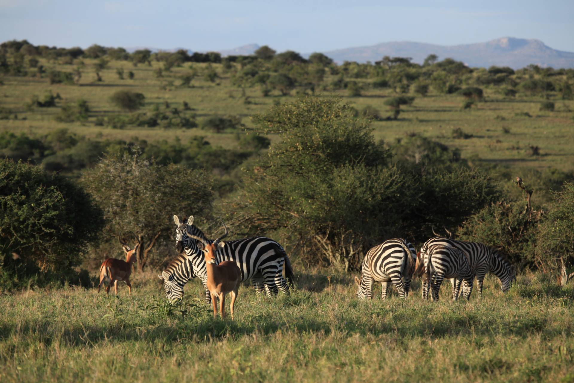 Impala graze on grassland with zeba in the distance