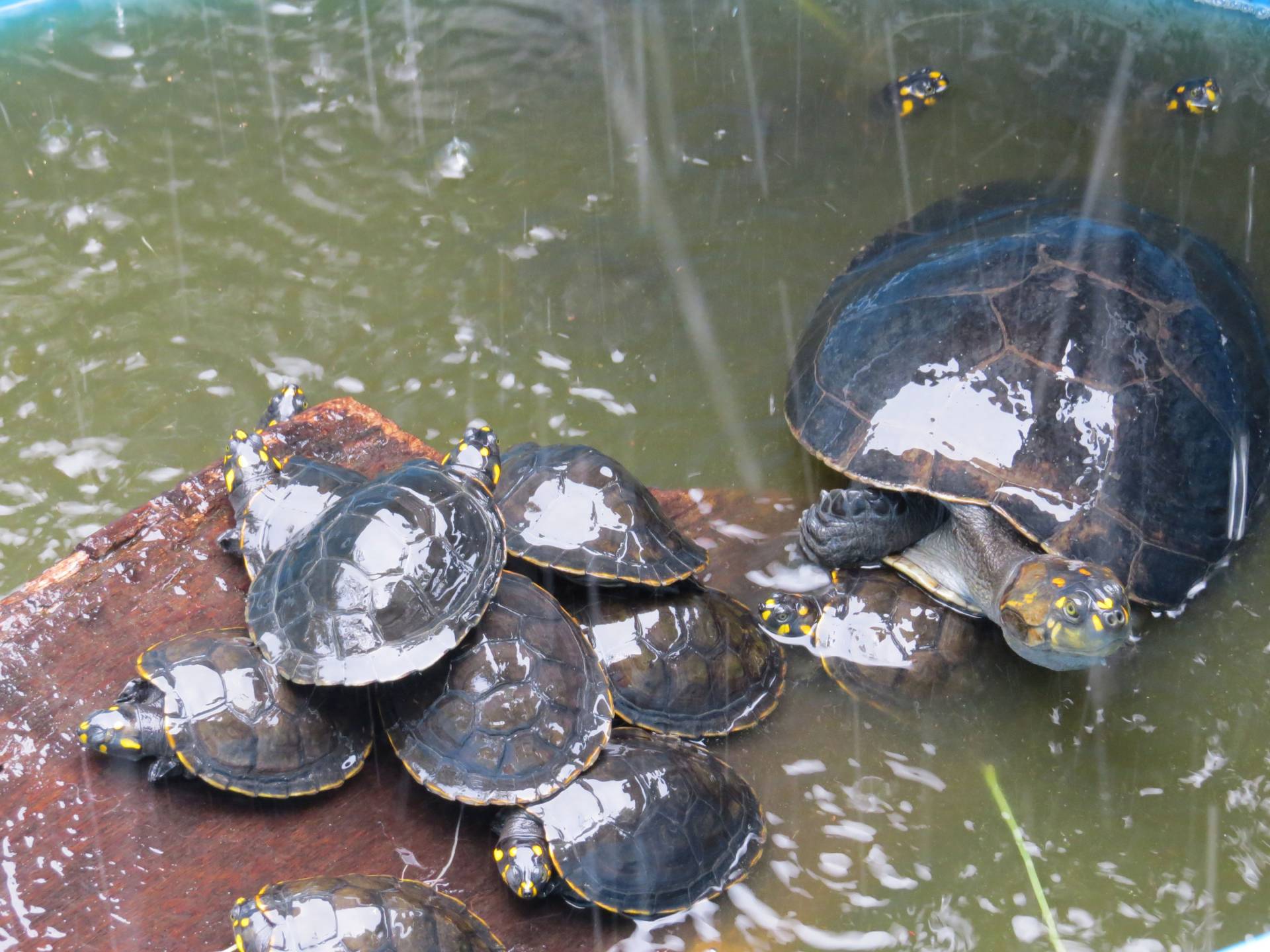 yellow-spotted river turtle