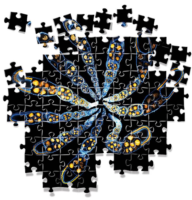 Bioengineering Goyal