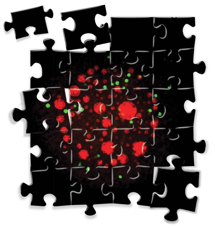 Bioengineering Brangywnne2