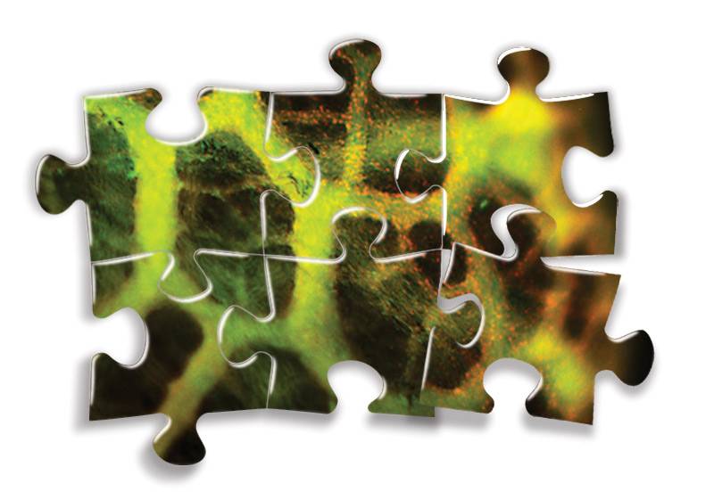 bioengineering lung cells