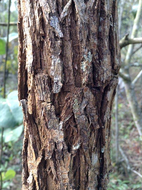 Treebark
