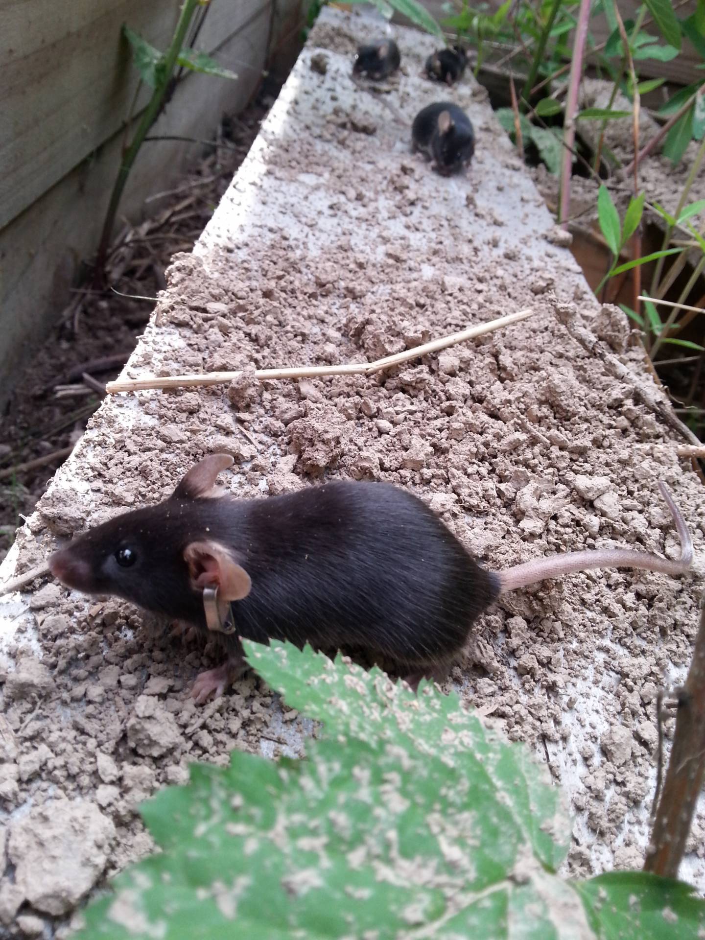 City mouse-country mouse study shows link in environment, worm