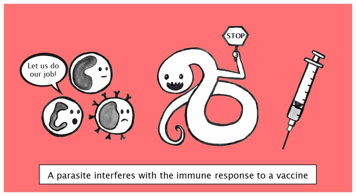 The worm in the bud: Do parasites interfere with immunization?