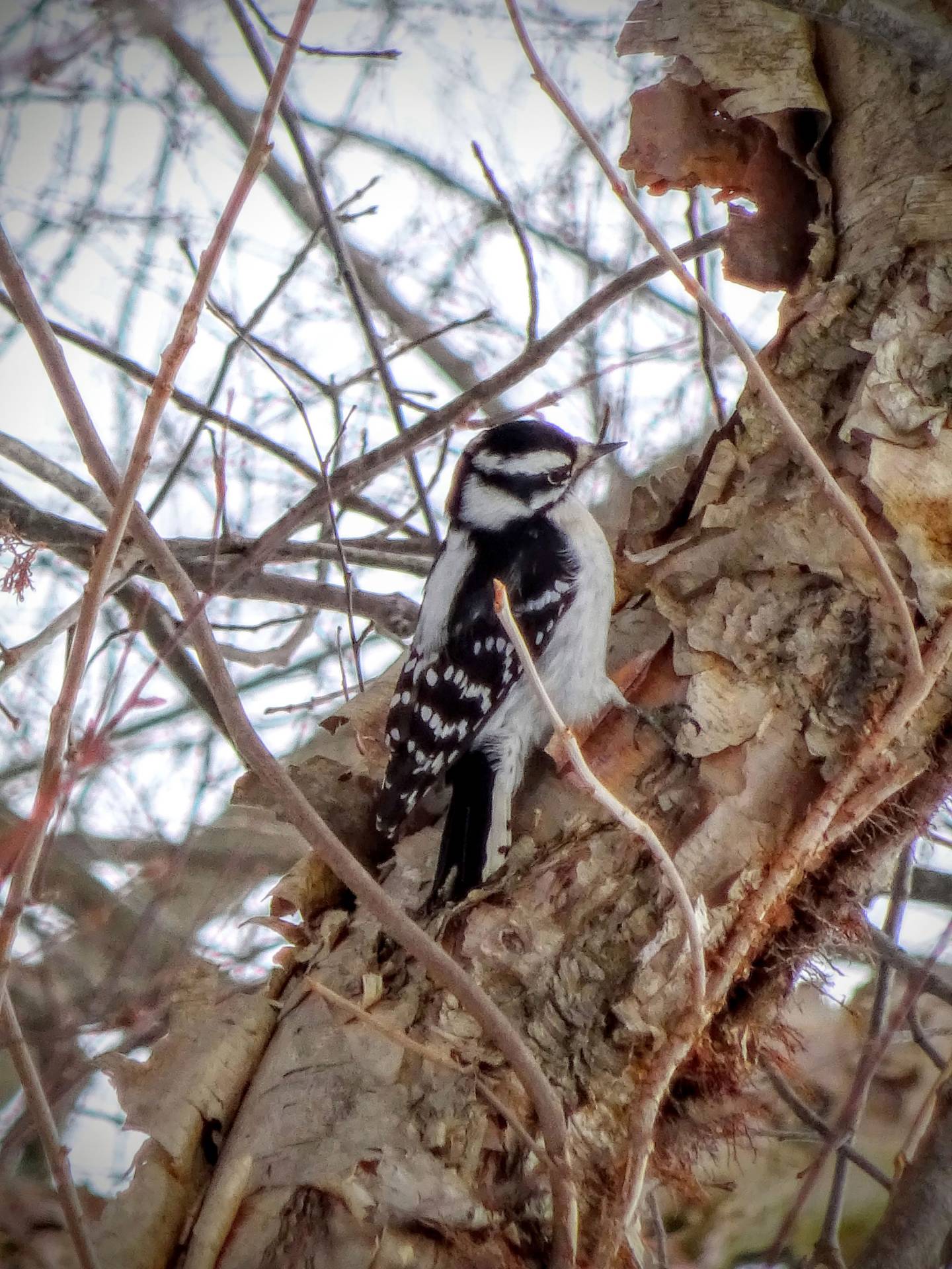 downy woodpecker
