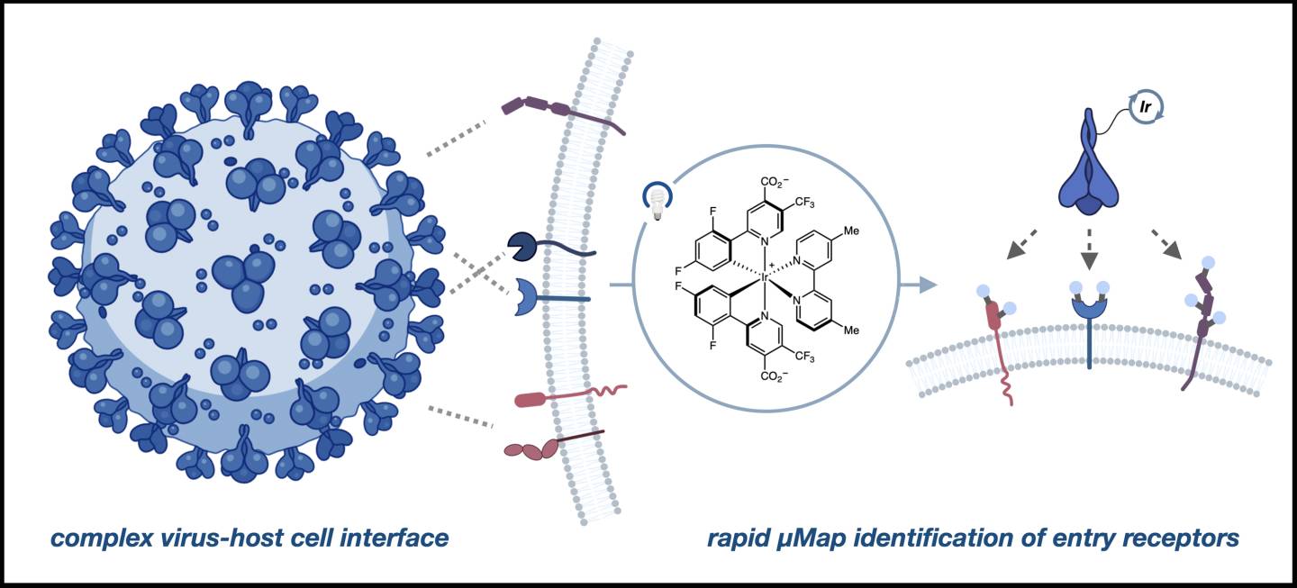 The host cell and virus interface can be complex and involve many proteins, but µMap enables direct interrogation of functionally important interactions.