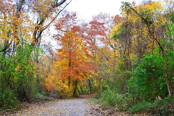 Fall Foliage Season May Be Later But Longer On Warmer Earth