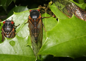 Cicadas invade Princeton University