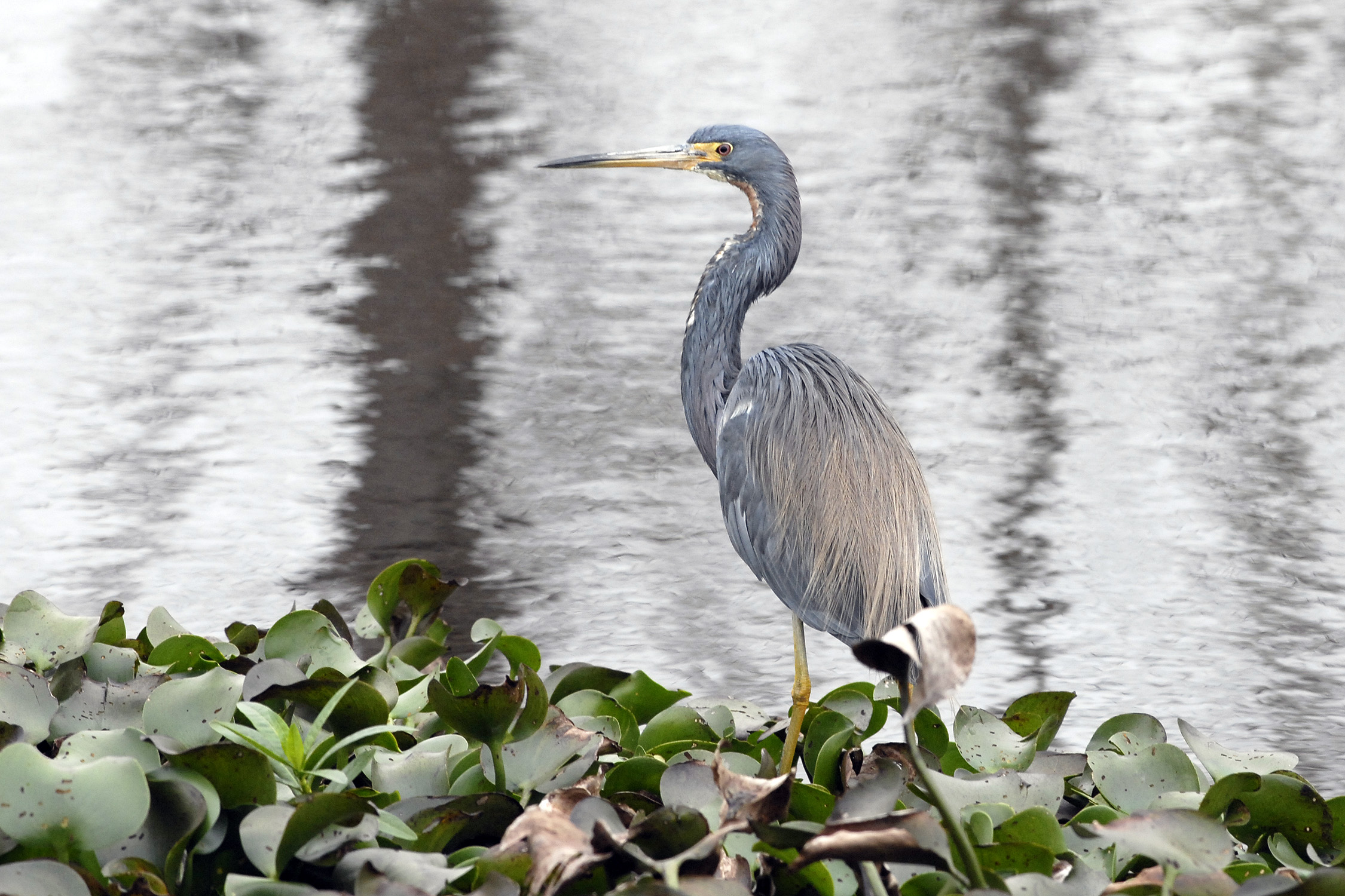 Louisiana Wildlife