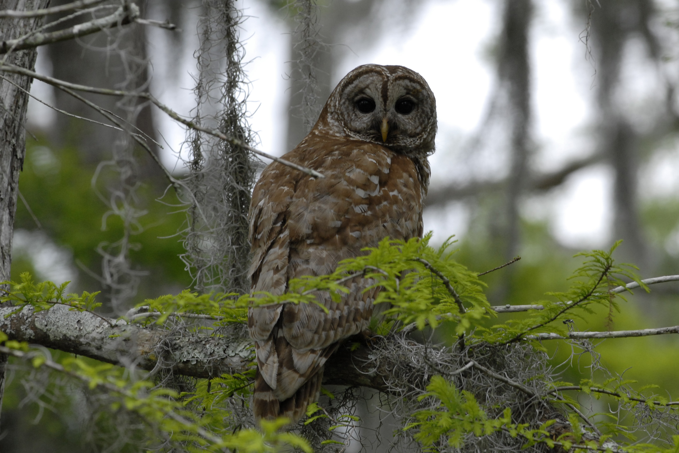 Louisiana Wildlife