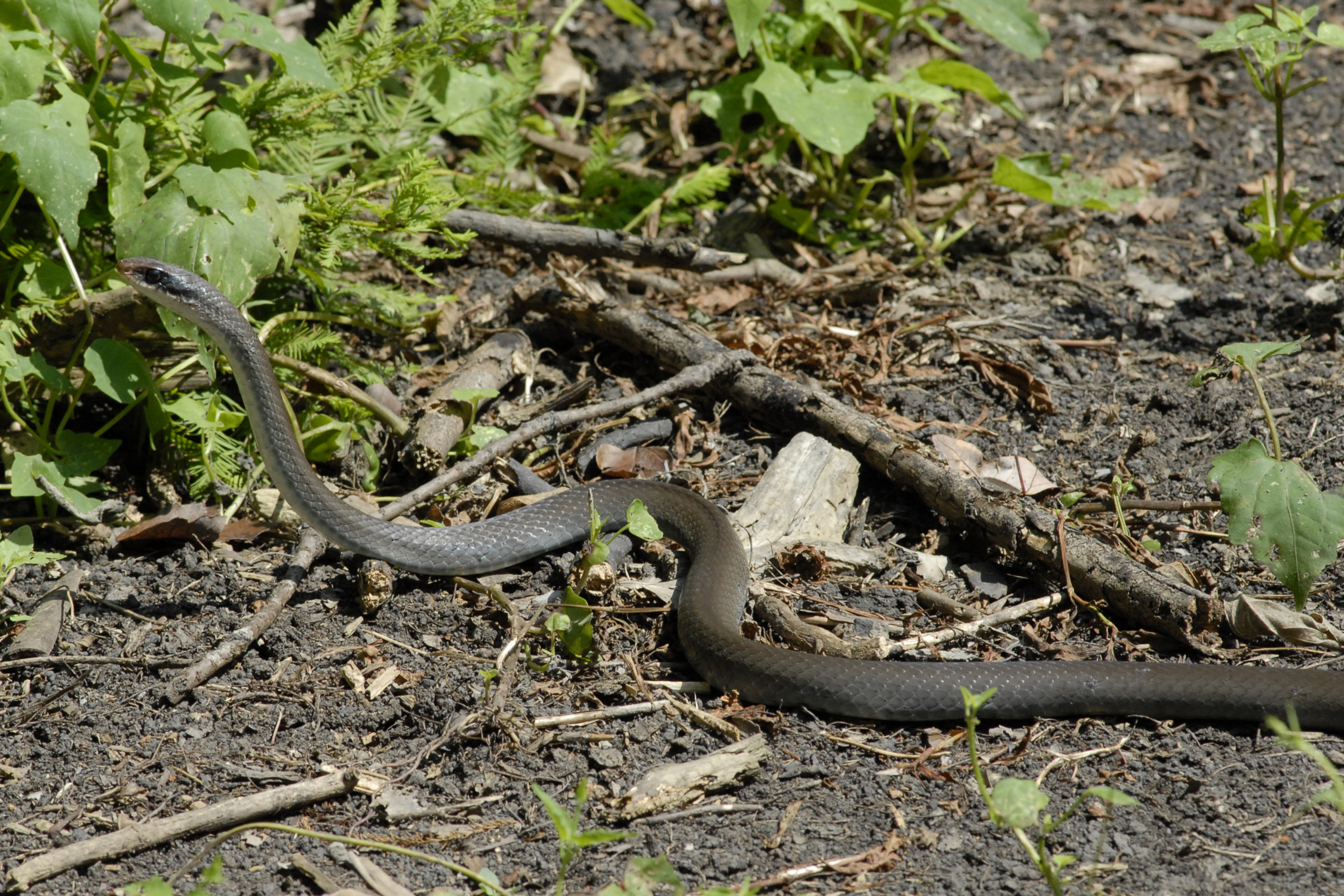 Louisiana Wildlife