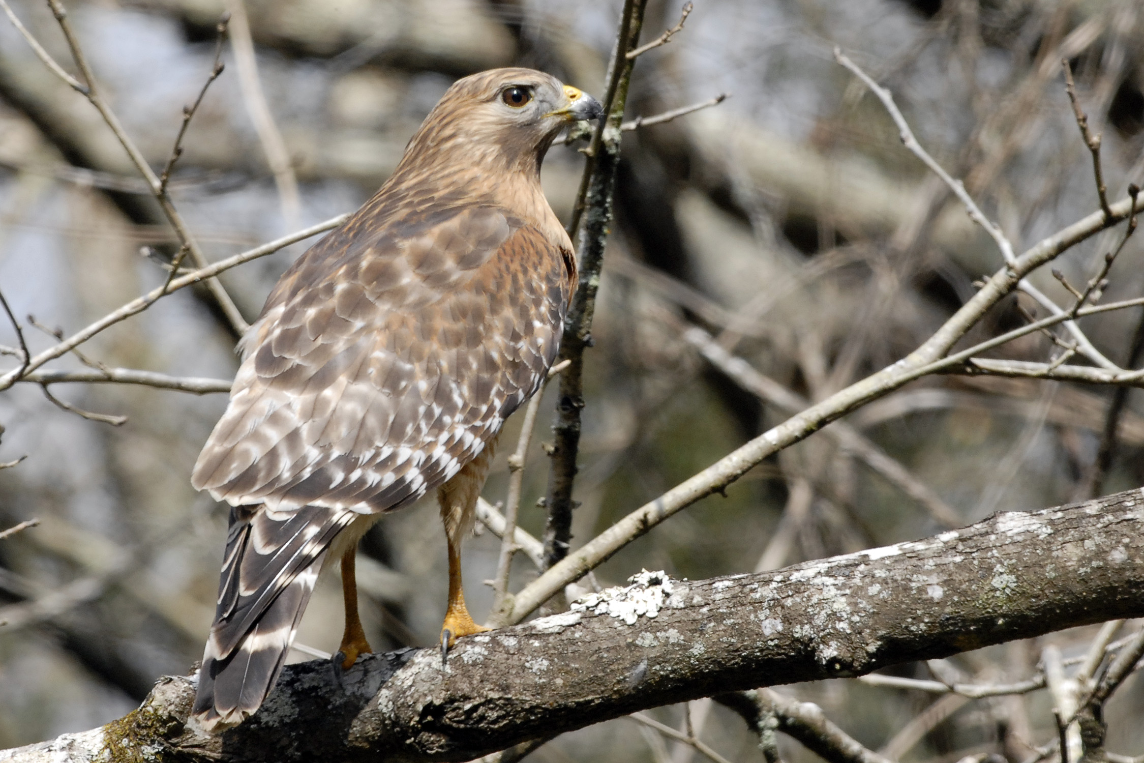 Louisiana Wildlife